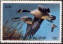 Canada goose (Branta canadensis)