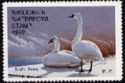 Tundra swan (Cygnus bewickii)
