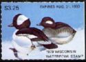 Bufflehead (Bucephala albeola)