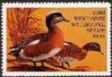 American wigeon (Anas americana)