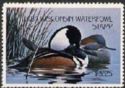 Hooded merganser (Lophodytes cucullatus)