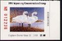 Trumpeter swan (Cygnus buccinator)