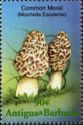 Common Morel (Morchella esculenta)