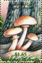 Agrocybe Mushroom (Agrocybe cylindracea)