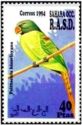 Slaty-headed Parakeet (Psittacula himalayana)