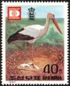White Stork (Ciconia ciconia)