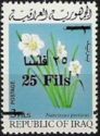Daffodil (Narcissus poeticus)