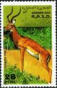 Impala (Aepyceros melampus)
