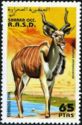 Greater Kudu (Tragelaphus strepsiceros)