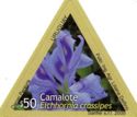 Camalote (Eichhornia crassipes)