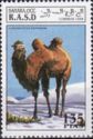 Bactrian Camel (Camelus ferus bactrianus)