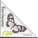 Glasswing Butterfly (Ithomia sp.)
