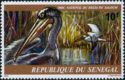 Pink-backed Pelican (Pelecanus rufescens)