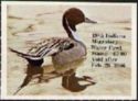 Northern pintail (Anas acuta)