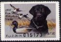 Black labrador (Canis lupus familiaris)