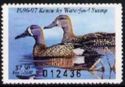 Blue-winged teal (Anas discors)