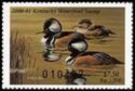 Hooded merganser (Lophodytes cucullatus)