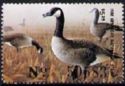 Canada goose (Branta canadensis)