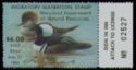 Hooded merganser (Lophodytes cucullatus)