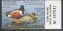 Northern shoveler (Spatula clypeata)