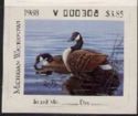Canada goose (Branta canadensis)