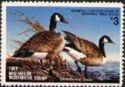 Canada goose (Branta canadensis)