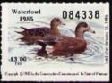 American wigeon (Anas americana)