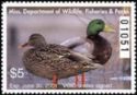Mallard (Anas platyrhynchos)