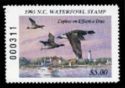 American brant (Branta bernicla)