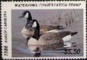 Canada goose (Branta canadensis)