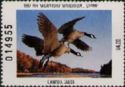 Canada goose (Branta canadensis)