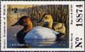 Canvasback (Aythya valisineria)