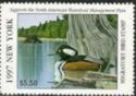 Hooded merganser (Lophodytes cucullatus)