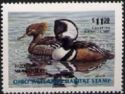 Hooded merganser (Lophodytes cucullatus)