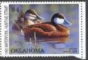 American wigeon (Anas americana)