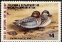 Green-winged teal (Anas carolinensis)