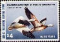 Snow goose (Anser caerulescens)