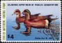 American wigeon (Anas americana)
