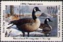 Canada goose (Branta canadensis)