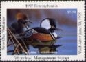 Hooded merganser (Lophodytes cucullatus)