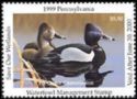 Ring-necked duck (Aythya collaris)