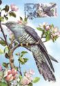 Common Cuckoo (Cuculus canorus)