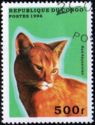 Red Abyssinian (Felis silvestris catus)