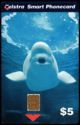 Beluga Whale