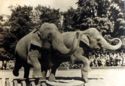 Dresden Zoo | Elephant Training