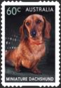 Miniature Dachshund (Canis lupus familiaris)