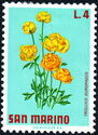 Globe-Flower (Trollius europaeus)