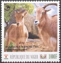 Animals Sheep Rams (Barbary Sheep)