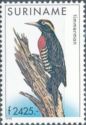 Yellow-tufted Woodpecker (Melanerpes cruentatus)