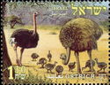 Ostrich (Struthio camelus)